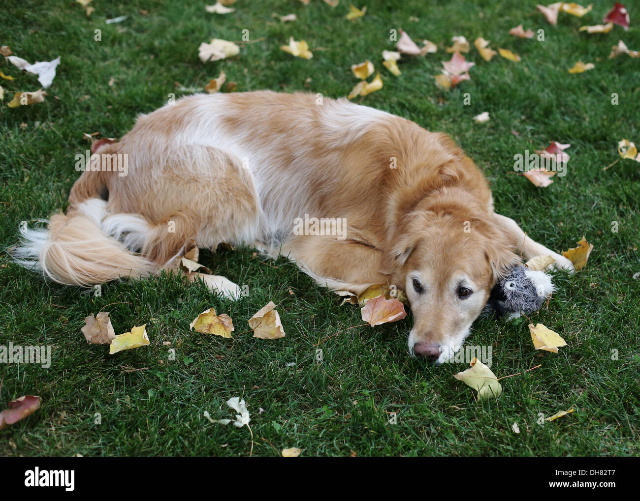 Einem alten ergrauten Golden Retriever Hund, ruht auf einer Wiese mit einem Spielzeug. Stockfoto