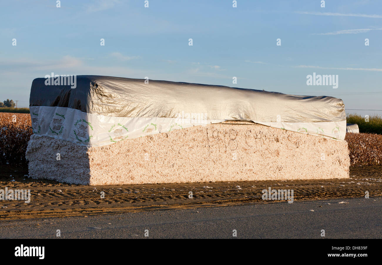 Baumwolle-Modul - Kalifornien USA Stockfoto