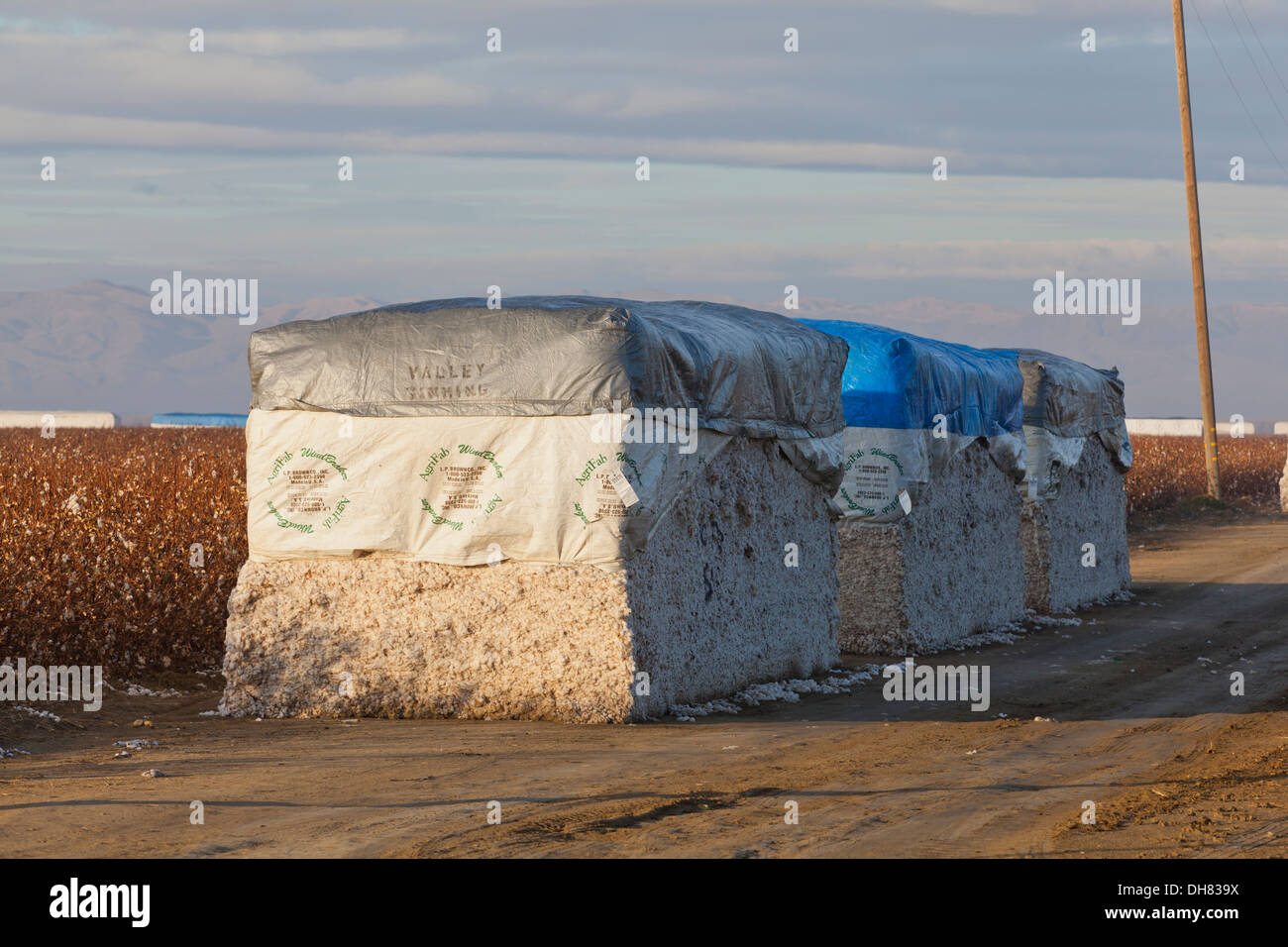 Baumwolle-Modul - Kalifornien USA Stockfoto