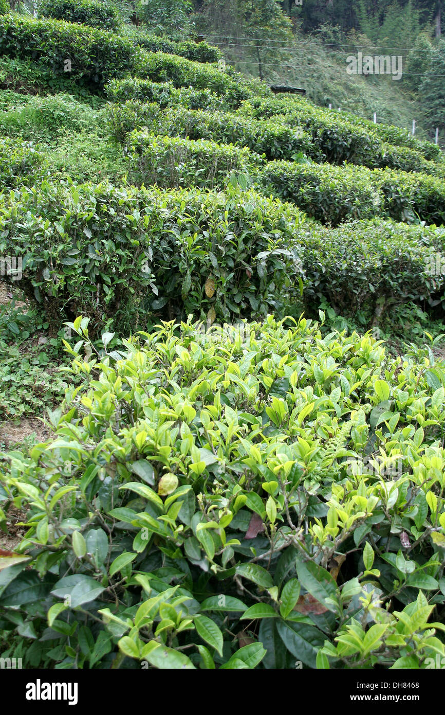 Pflanzen des Tees angebaut am Hang des Berges hochgeladen am 25 Sep 13 nicht ausgewählt Stockfoto