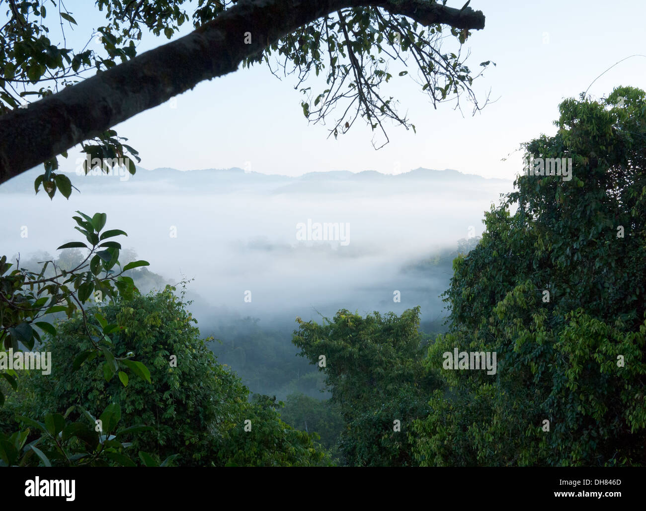 Ein Blick auf den nebligen Regenwald wie aus einem Baumhaus in The Gibbon Experience in Bokeo Nature Reserve, in der Nähe von Huay Xai, Laos gesehen. Stockfoto
