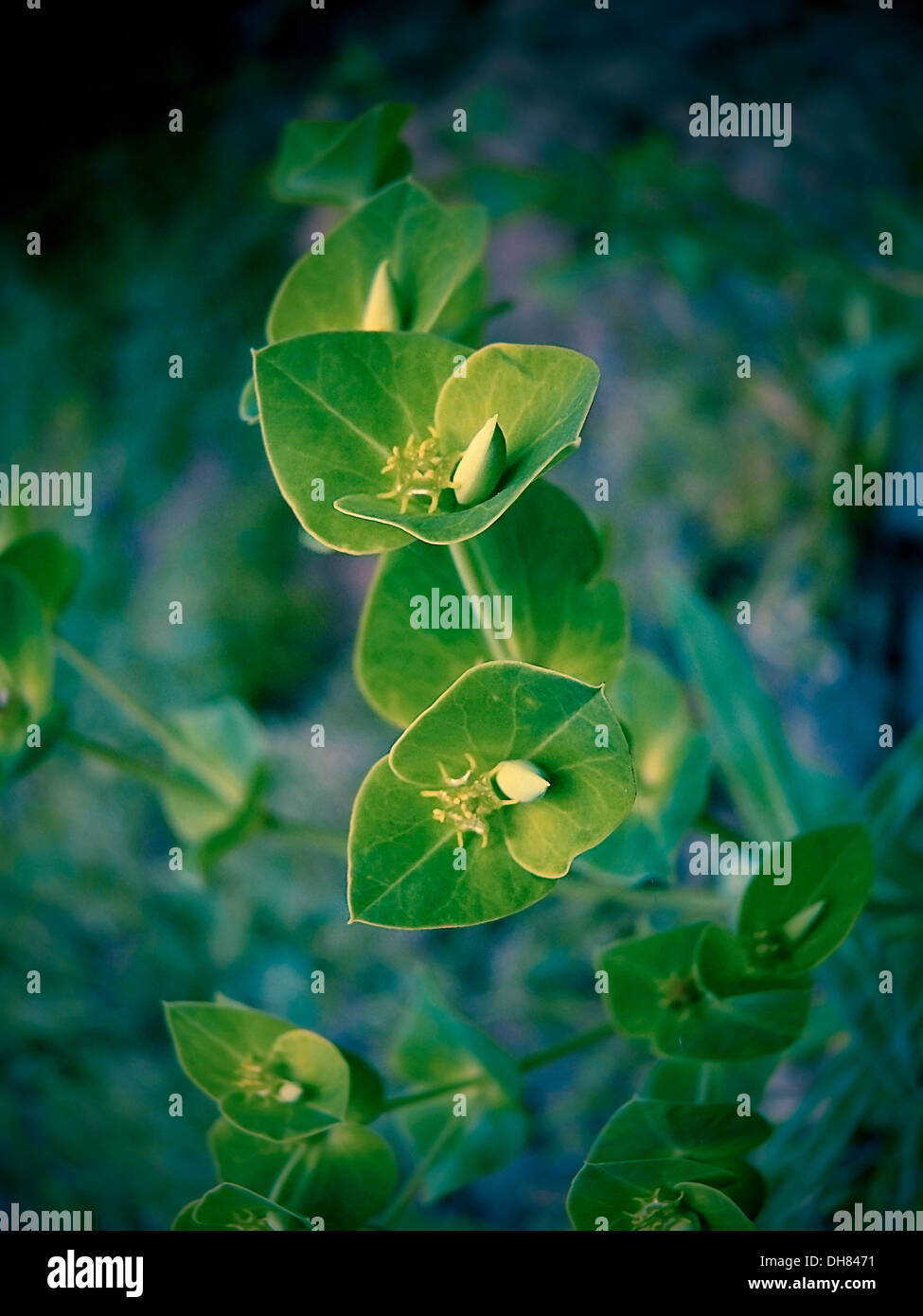 Euphorbia Laeta, Euphorbia Rothiana, gemeinsame Hill Wolfsmilch Stockfoto
