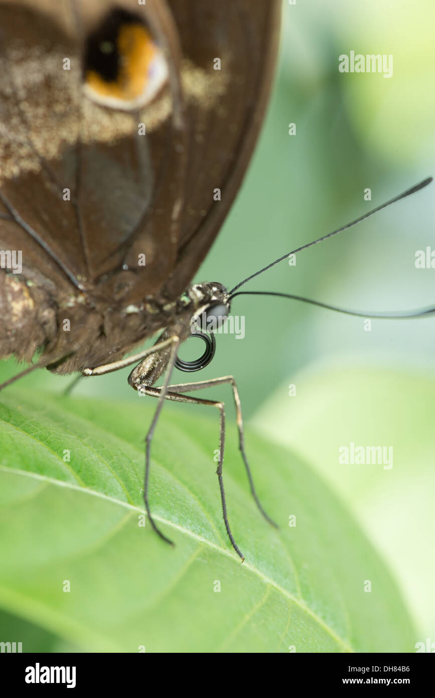 Judy Istock Butterfly Haven. Befindet sich in der Peggy Notebaert Naturmuseum. Chicago IL Stockfoto