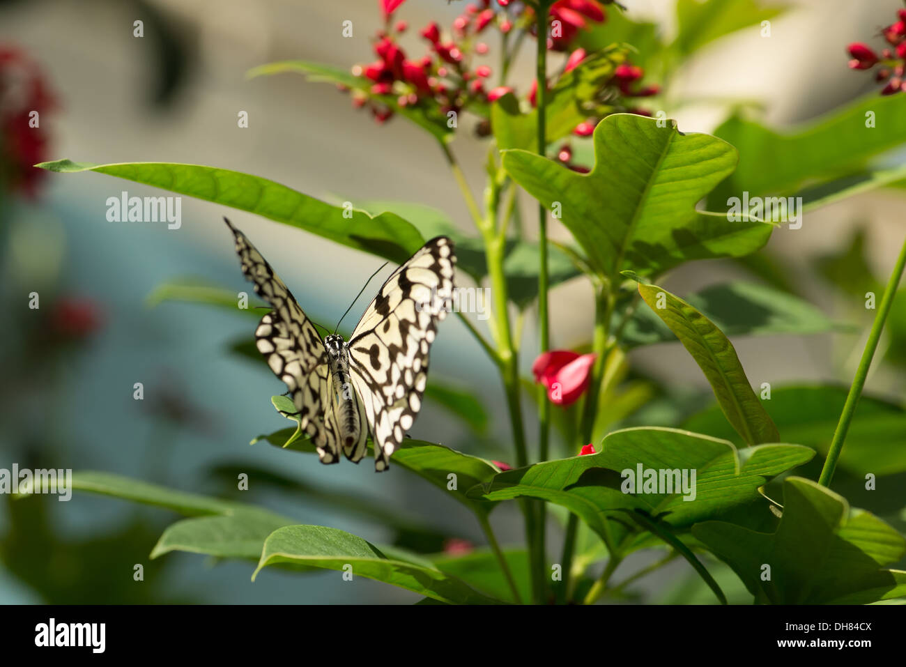 Judy Istock Butterfly Haven. Befindet sich in der Peggy Notebaert Naturmuseum. Chicago IL Stockfoto