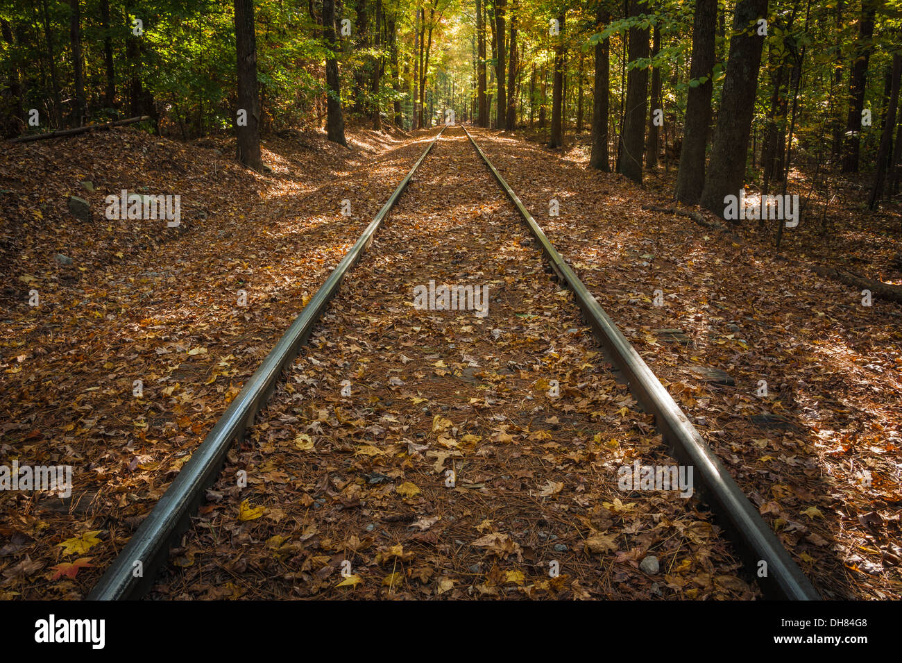 Auf Bahngleisen, die sich in der Ferne unter einem bewaldeten Baumkronen zusammenziehen, fällt verdunkeltes Sonnenlicht. (USA) Stockfoto