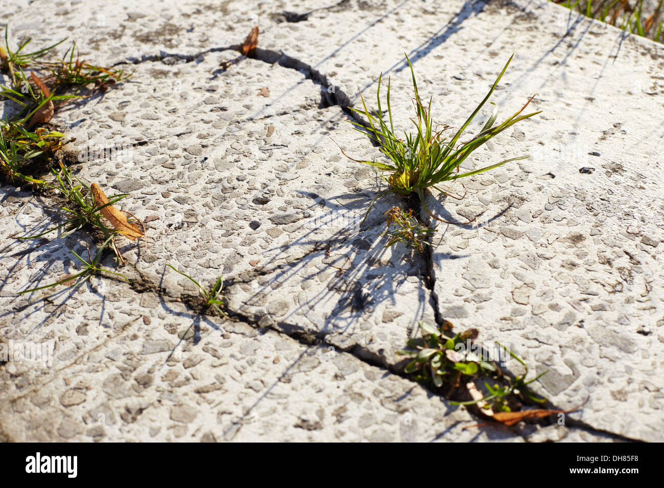 Grass growing through concrete Fotos und Bildmaterial in hoher