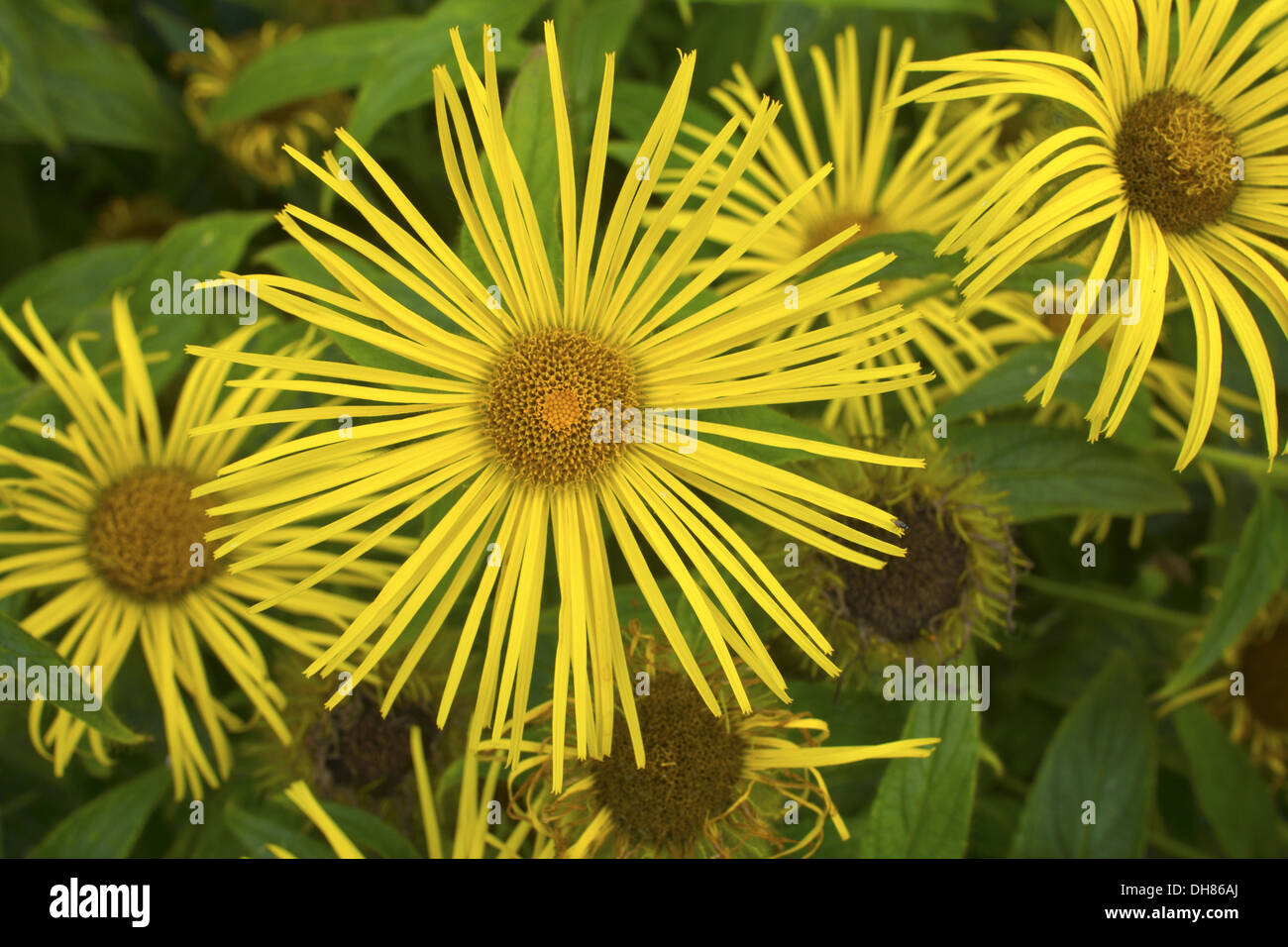 Leuchtend gelbe Gänseblümchen wie Inula Hookeri in einem Garten blühen. Stockfoto