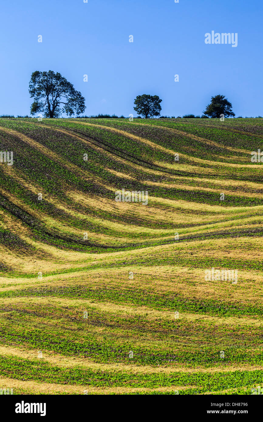 Ein einfaches Bild der wellenförmigen Muster erstellt von jungen Pflanzen und Furchen im Acker in Wiltshire, England. Stockfoto