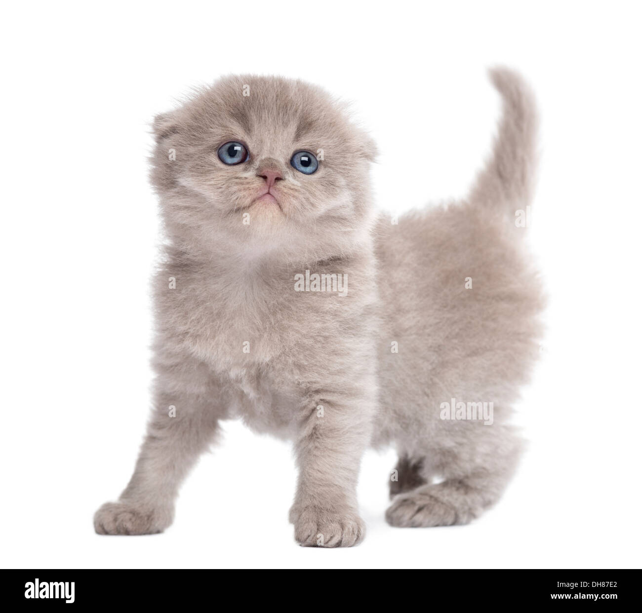 Highland fold Kätzchen vor weißem Hintergrund Stockfoto