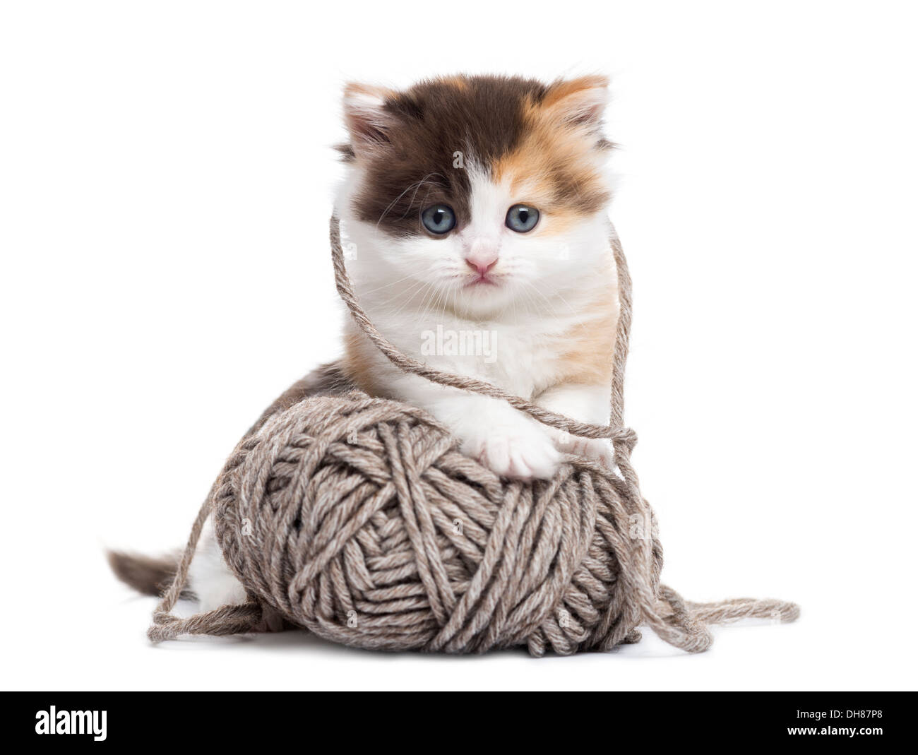 Vorderansicht eines Highland gerade Kitten mit einem Wolle-Ball vor weißem Hintergrund spielt Stockfoto