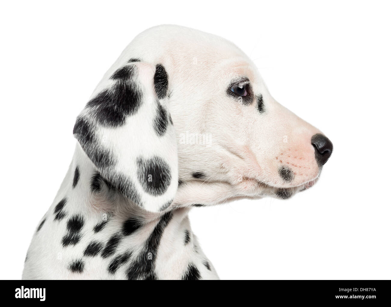 Nahaufnahme von einem Dalmatiner Welpen Profil vor weißem Hintergrund Stockfoto