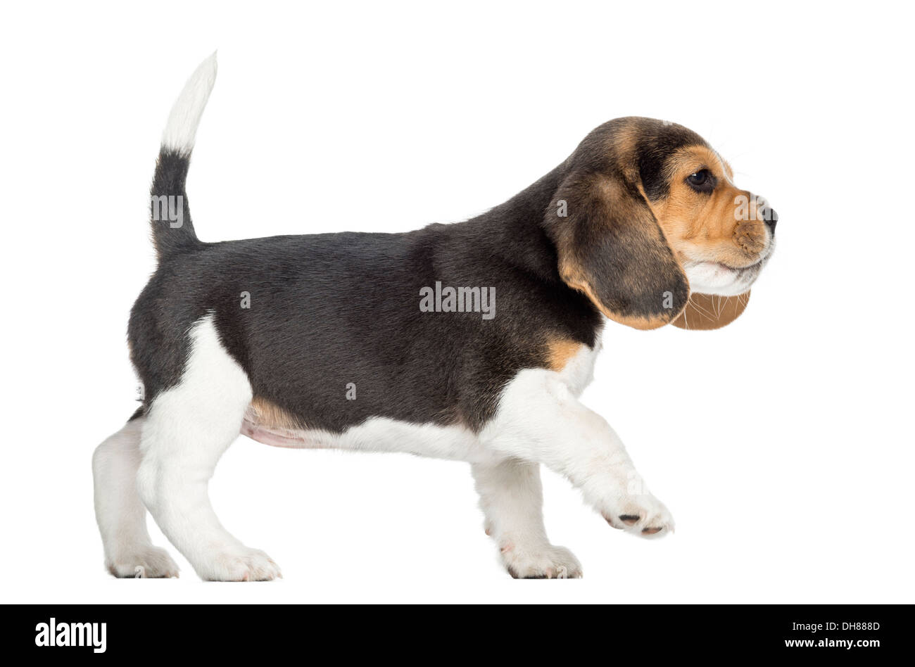 Seitenansicht eines Beagle Welpen zu Fuß vor weißem Hintergrund Stockfoto