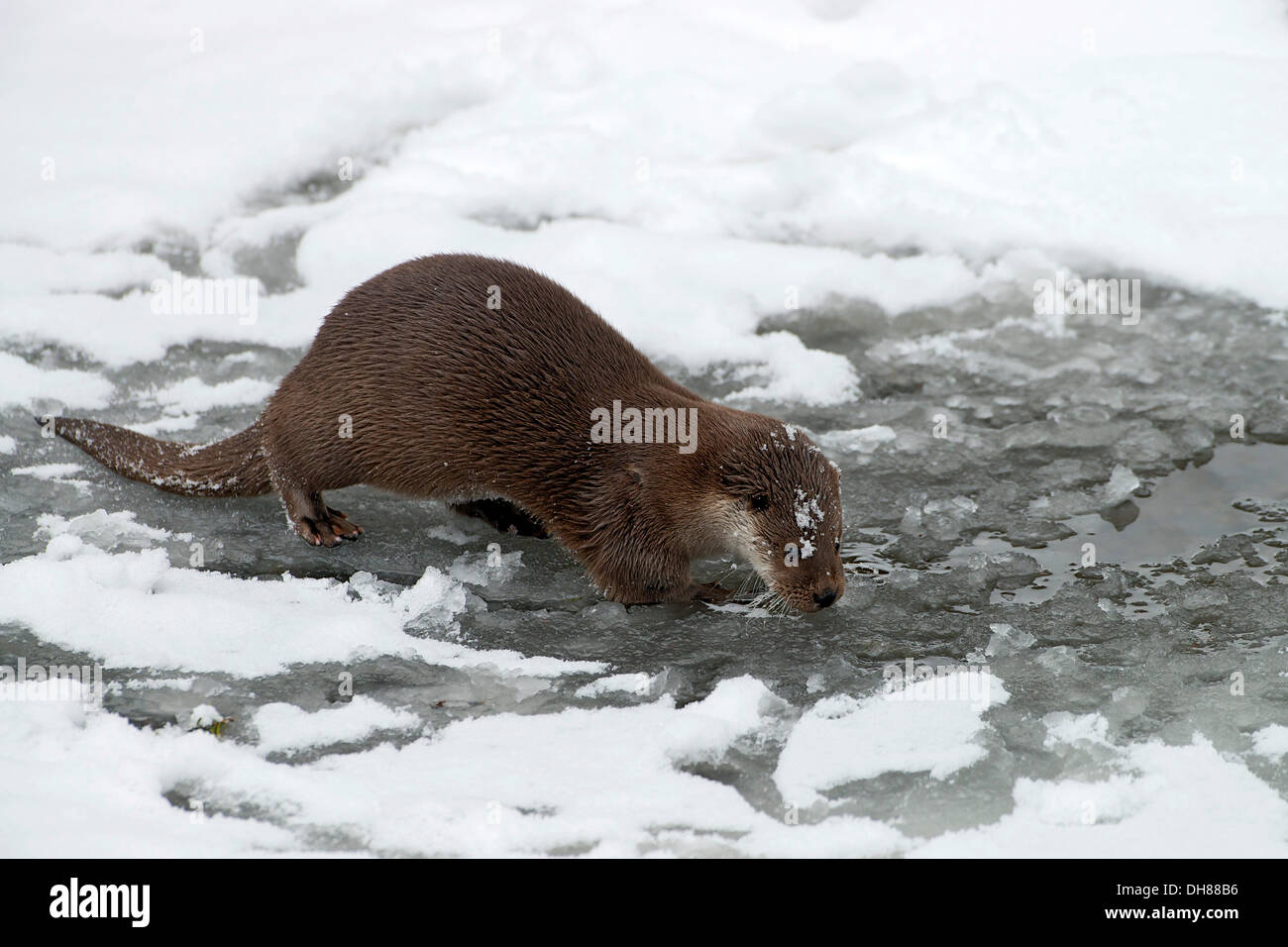 Eurasische Fischotter (Lutra Lutra), Tiergehege, Nationalpark Bayerischer Wald, Bayern, Deutschland Stockfoto