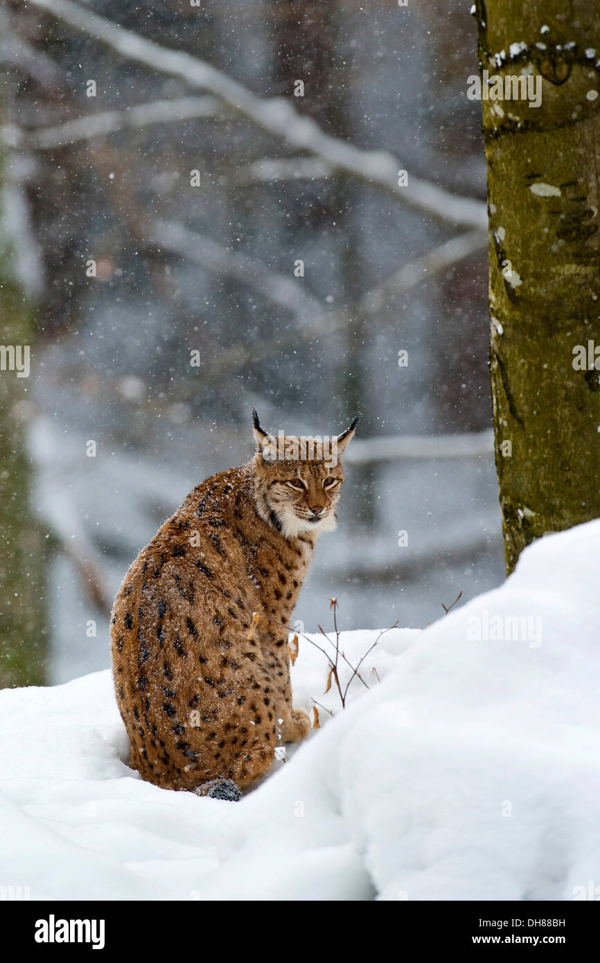 Eurasischen Luchs, Europäische Luchs oder nördlichen Luchs (Lynx Lynx), in Gefangenschaft, Nationalpark Bayerischer Wald, Bayern, Deutschland Stockfoto