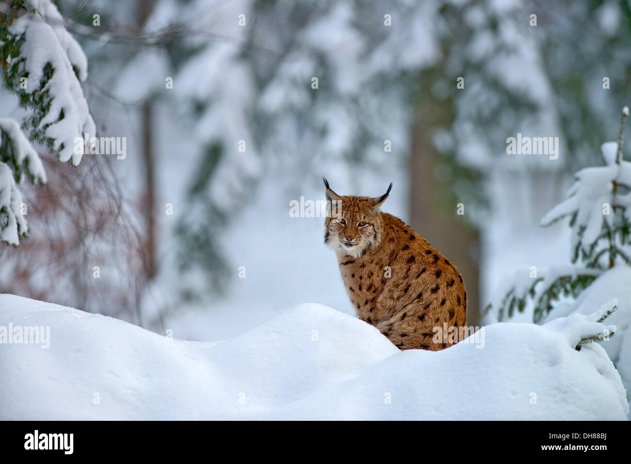 Eurasischen Luchs, Europäische Luchs oder nördlichen Luchs (Lynx Lynx), in Gefangenschaft, Nationalpark Bayerischer Wald, Bayern, Deutschland Stockfoto