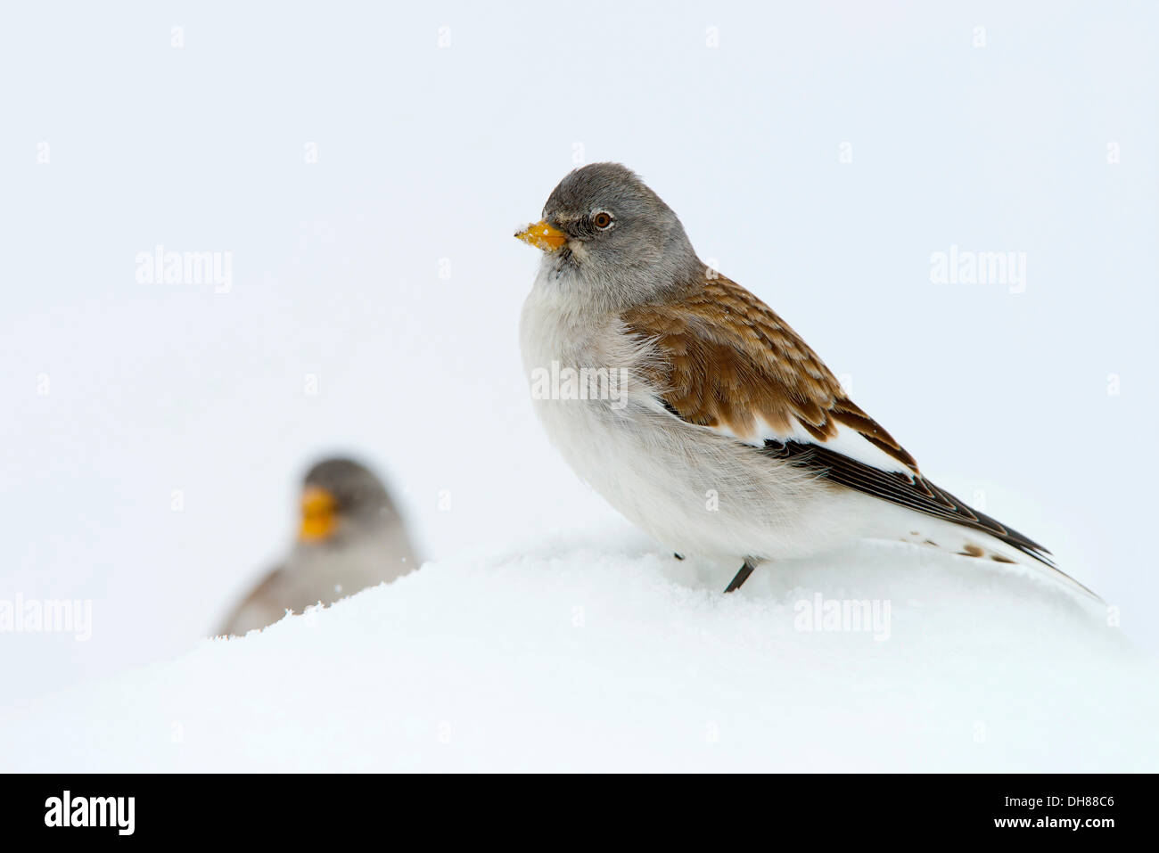 Weiß-winged Snowfinch oder Snowfinch (Montifringilla Nivalis), Hafelekar, Karwendelgebirge, Tirol, Österreich Stockfoto