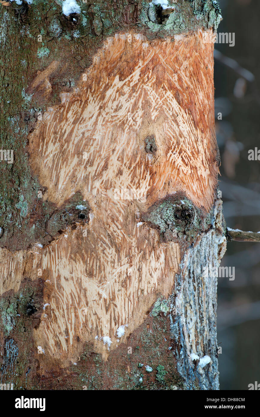 Beschädigung verursacht durch Rotwild auf eine Fichte, Nationalpark Bayerischer Wald, Bayern, Deutschland Stockfoto