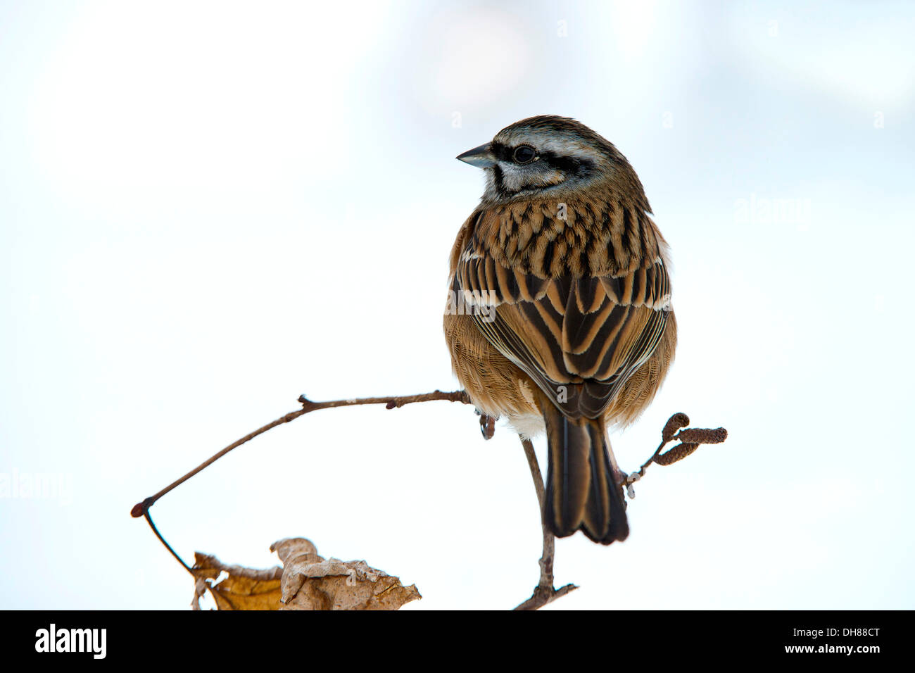 Rock Bunting (Emberiza cia), Terfens, Tirol, Österreich Stockfoto