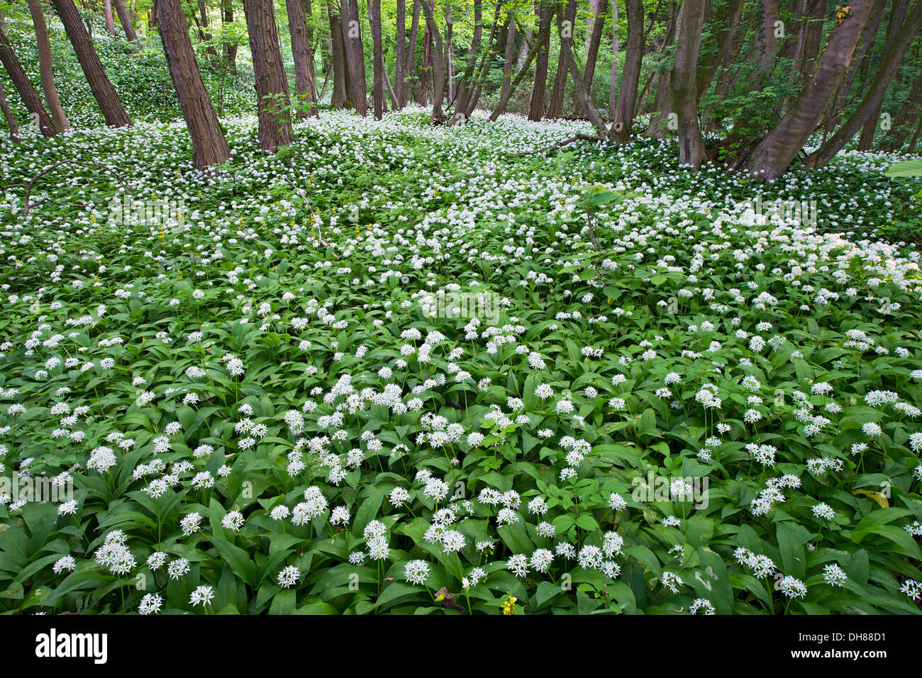 Bärlauch oder Bärlauch (Allium Ursinum), Breitenfurt Bei Wien, Niederösterreich, Österreich Stockfoto