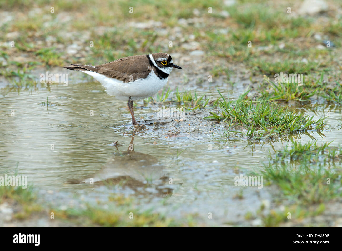 Kleinen Flussregenpfeifer-Regenpfeifer (Charadrius Dubius), Illmitz, Burgenland, Österreich Stockfoto