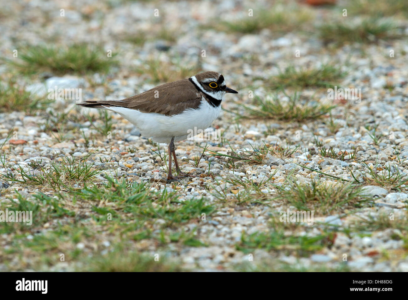 Kleinen Flussregenpfeifer-Regenpfeifer (Charadrius Dubius), Illmitz, Burgenland, Österreich Stockfoto