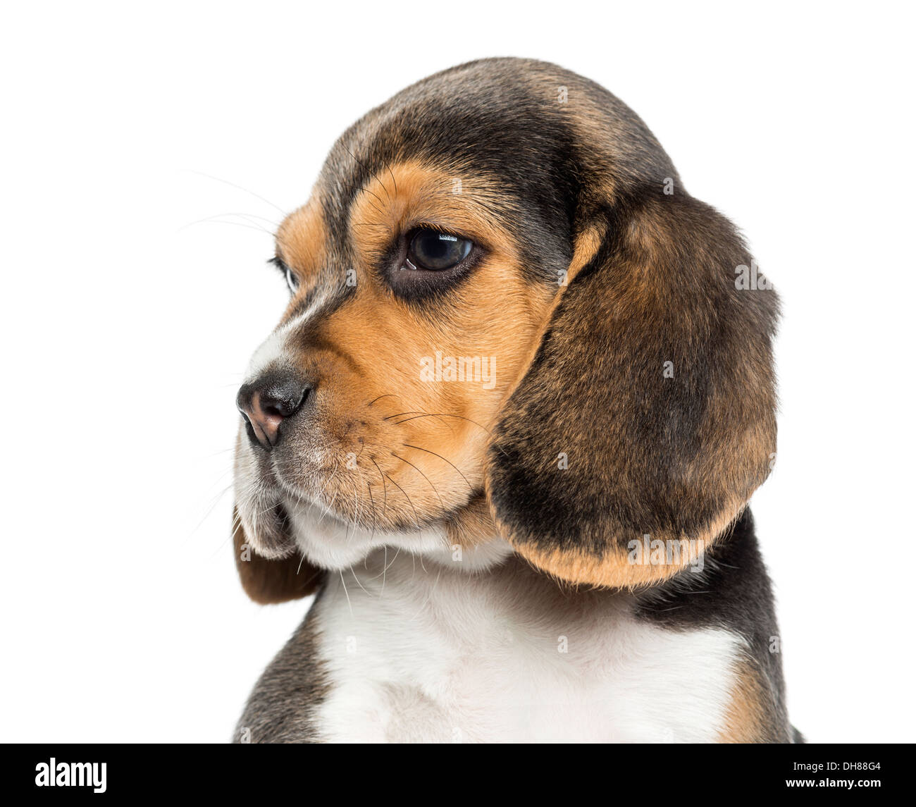 Nahaufnahme eines Beagle Welpen vor weißem Hintergrund Stockfoto