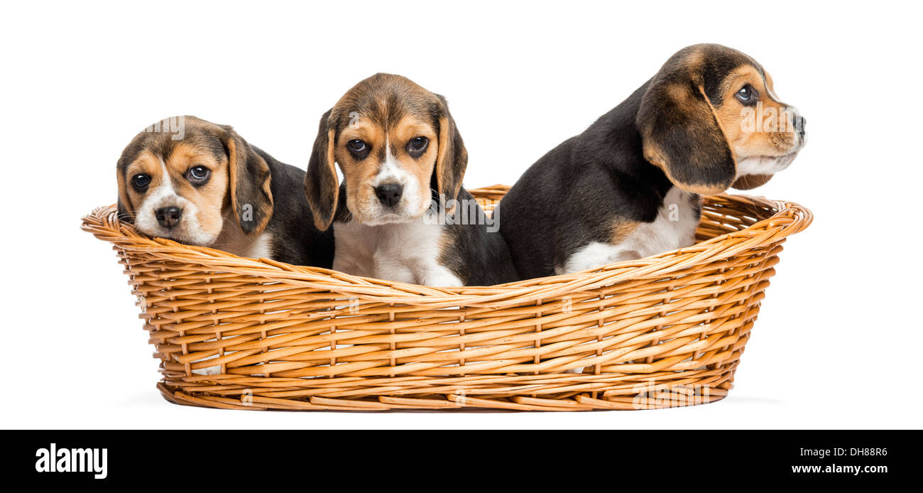 Drei Beagle Welpen in einem Weidenkorb auf weißen Hintergrund Stockfoto
