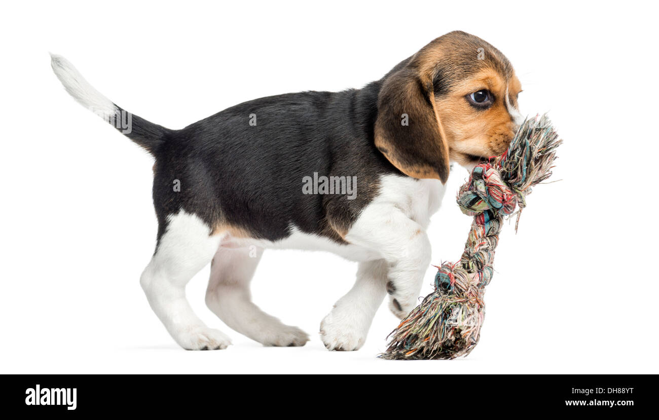 Seitenansicht eines Beagle Welpen spielen mit einem Seil Spielzeug vor weißem Hintergrund Stockfoto