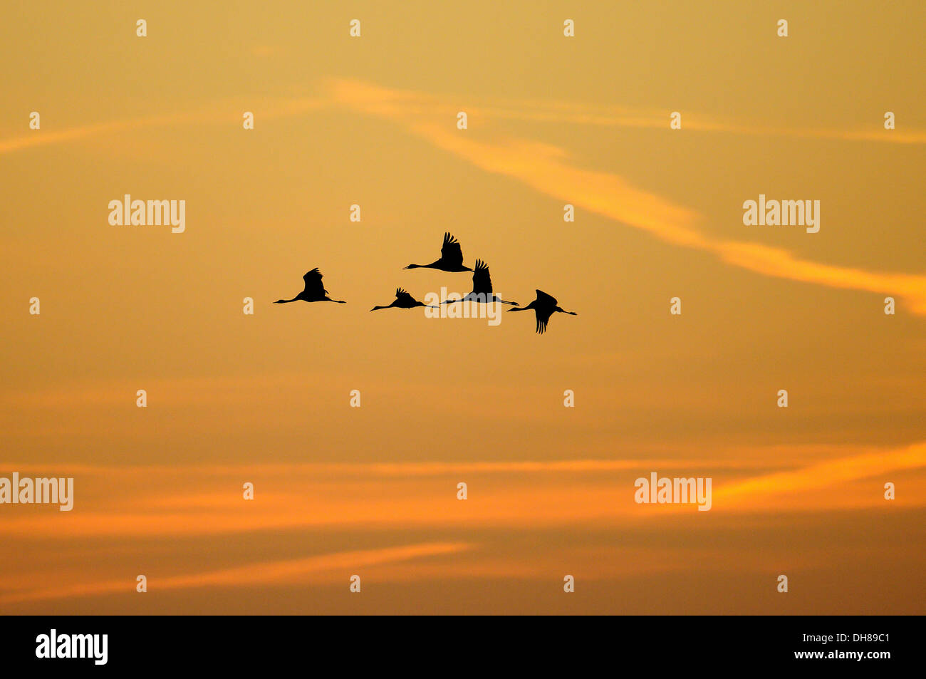 Die Silhouette einer Herde von Kranichen (Grus Grus) im Flug bei Sonnenaufgang, Tiste Bauernmoor, zusteigen, Niedersachsen, Deutschland Stockfoto