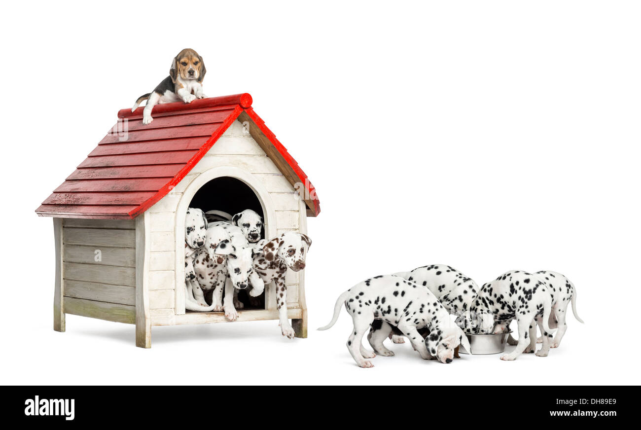 Große Gruppe von Dalmatiner Welpen spielen und Essen in einem Zwinger vor weißem Hintergrund Stockfoto