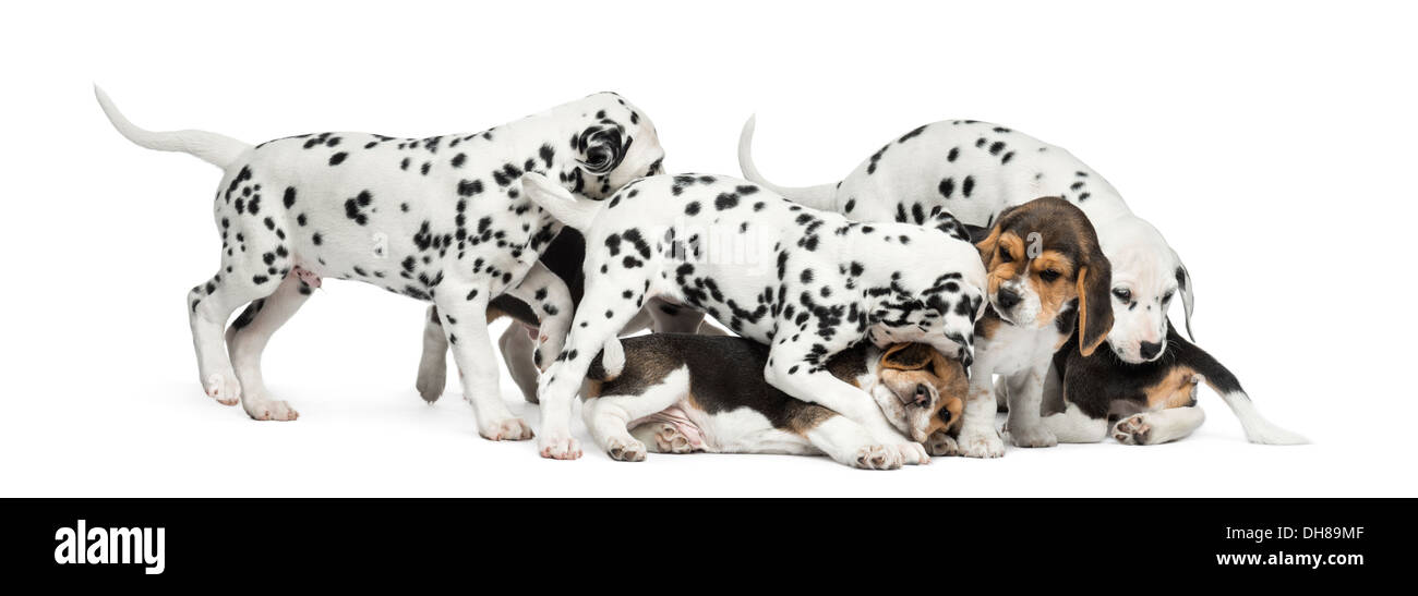 Gruppe von dalmatinischen und Beagle Welpen spielen zusammen auf weißen Hintergrund Stockfoto