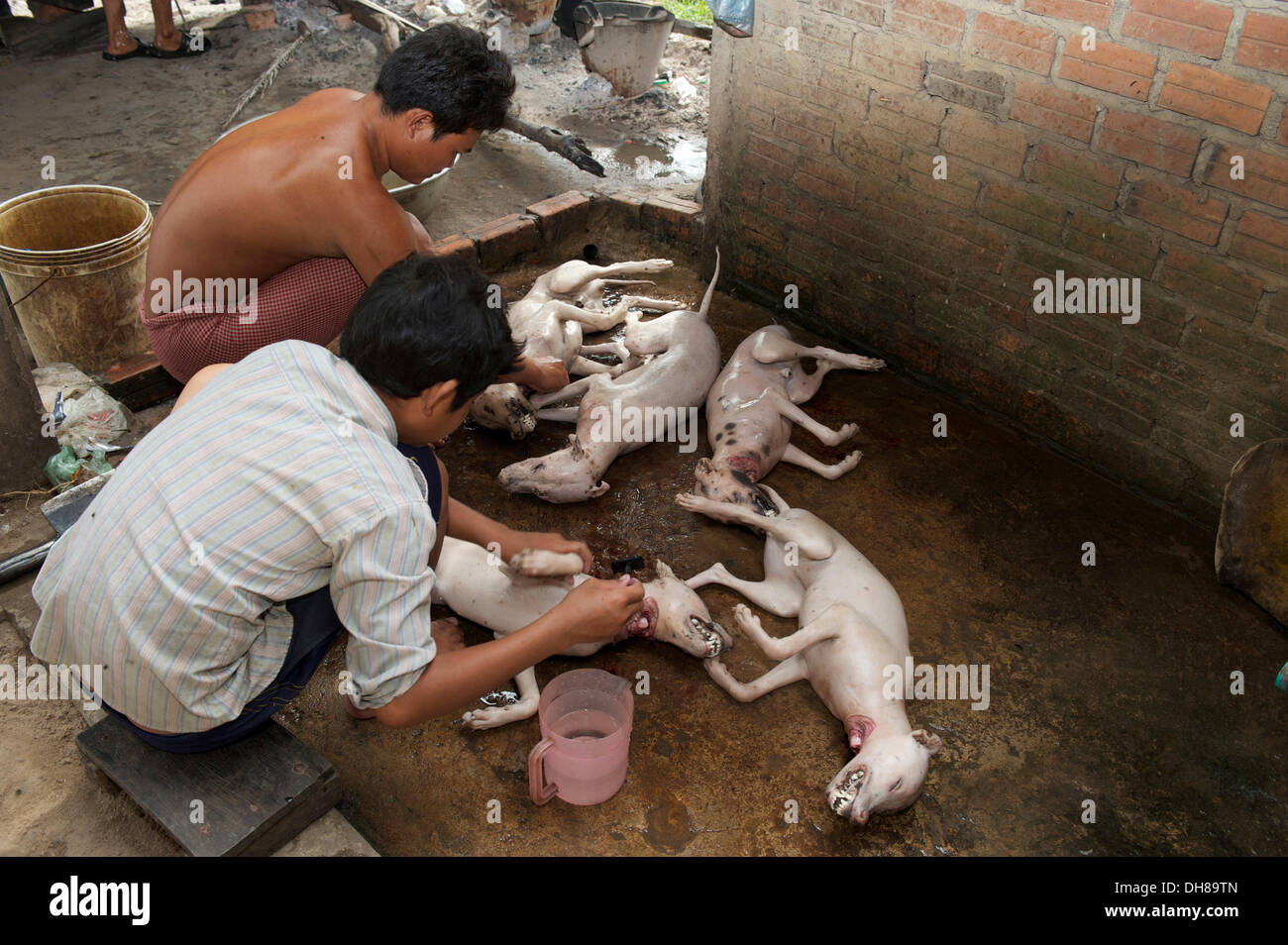 Zwei junge Männer, entfernen von Haaren aus geschlachteten Hunde, Siem Reap, Siem Reap, Provinz Siem Reap, Kambodscha Stockfoto