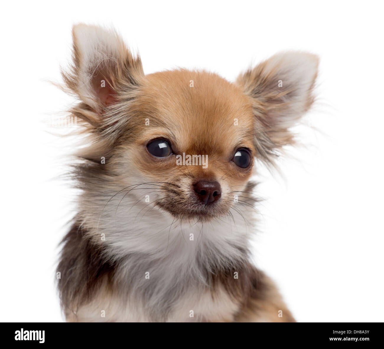 Nahaufnahme von einem Chihuahua schaut in die Kamera, vor weißem Hintergrund Stockfoto