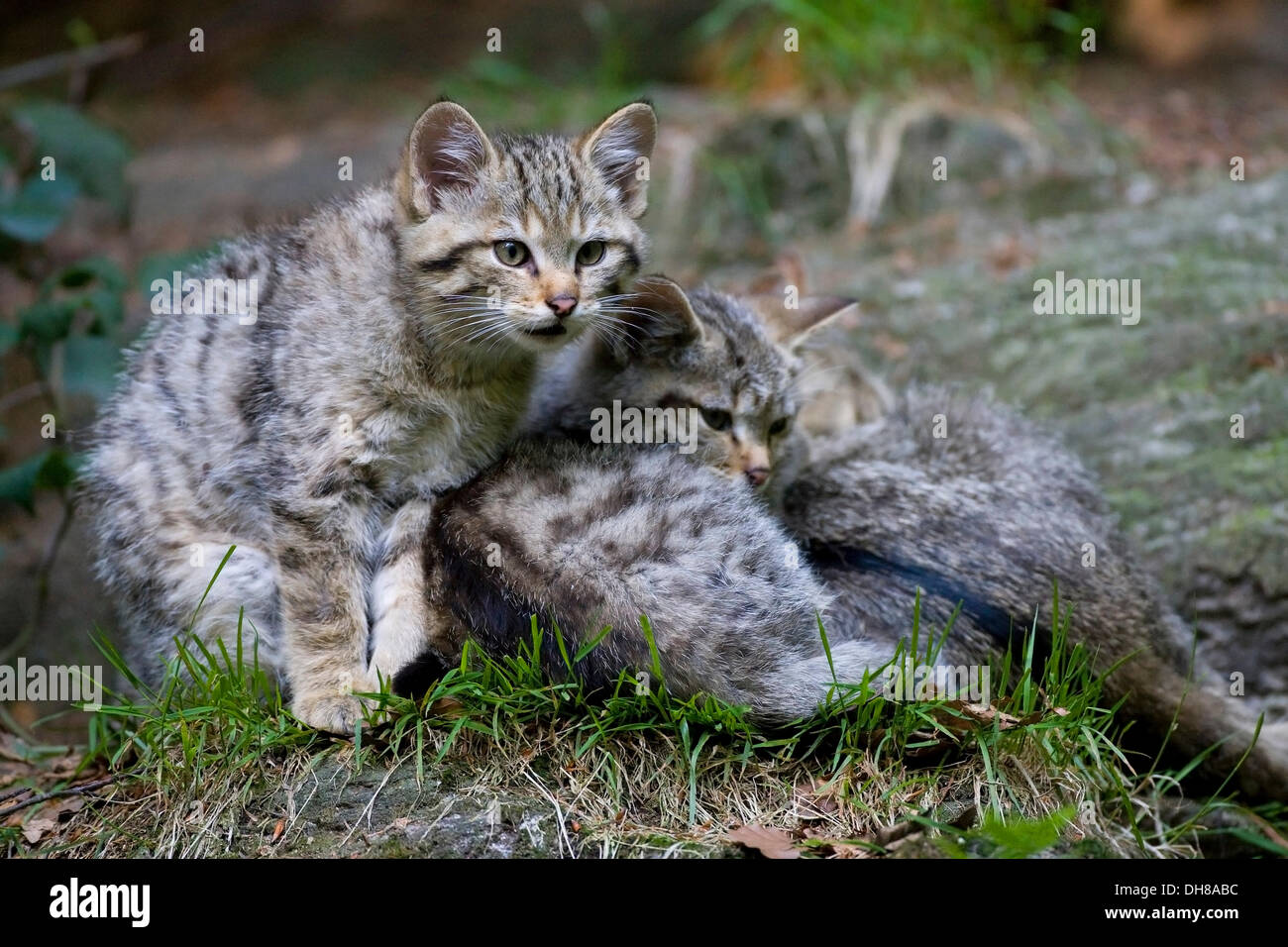 Junge Wildkatzen (Felis Silvestris), Nationalpark Nationalpark Bayerischer Wald, Bayern Stockfoto