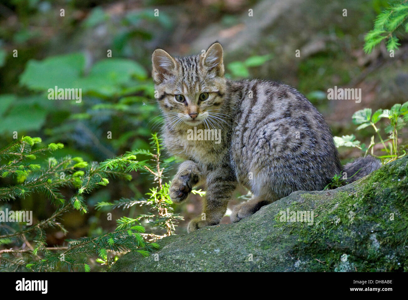 Junge Wildkatze (Felis Silvestris), Nationalpark Nationalpark Bayerischer Wald, Bayern Stockfoto