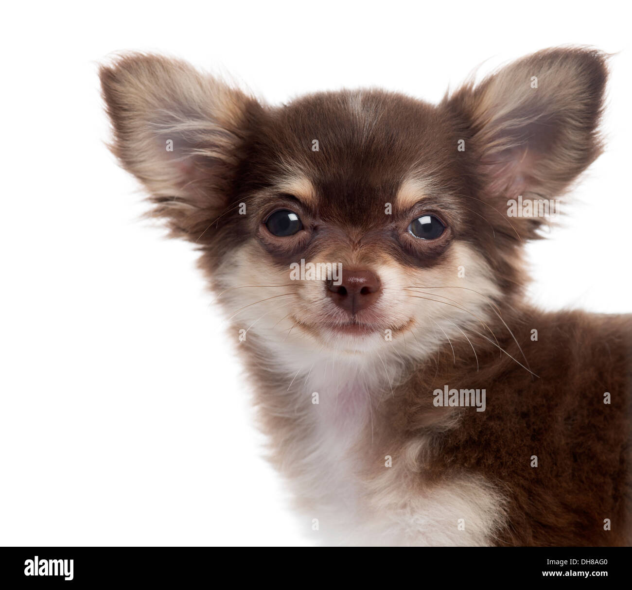 Nahaufnahme eines Chihuahua Welpen schaut in die Kamera, vor weißem Hintergrund Stockfoto