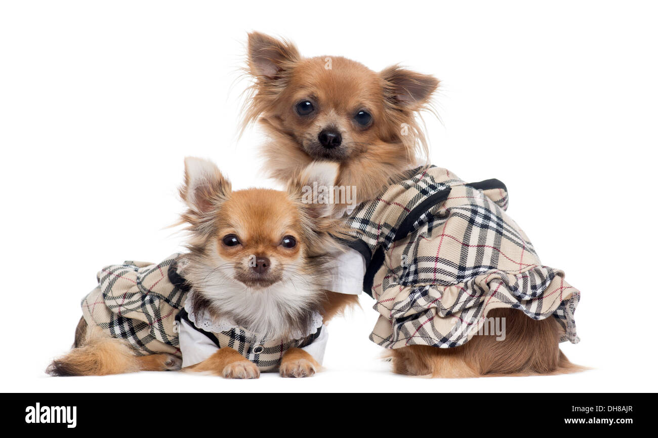 Zwei verkleidete Chihuahuas nebeneinander vor weißem Hintergrund Stockfoto