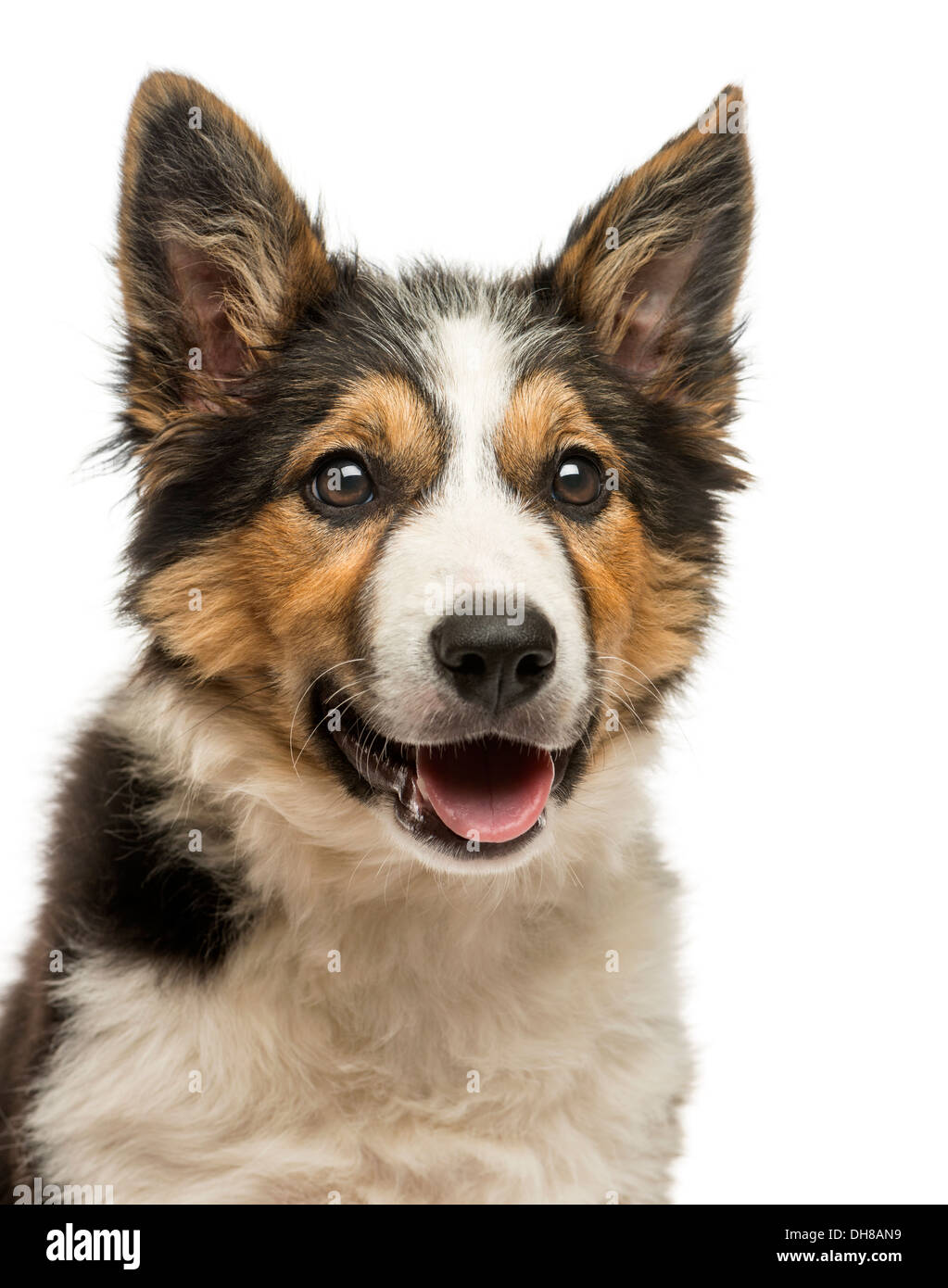 Nahaufnahme von einem Border Collie vor weißem Hintergrund Stockfoto