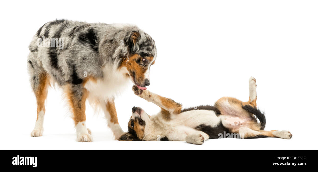 Border Collie und Australian Shepherd vor weißem Hintergrund zusammen zu spielen Stockfoto