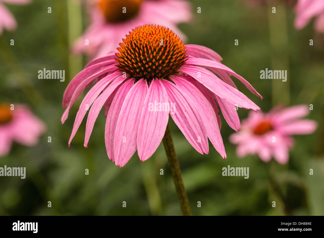 Sonnenhut, Echinacea Purpurea. Blume im Vordergrund der anderen mit rosa neu gebogenen Blütenblättern um zentralen braunen Kegel. Stockfoto