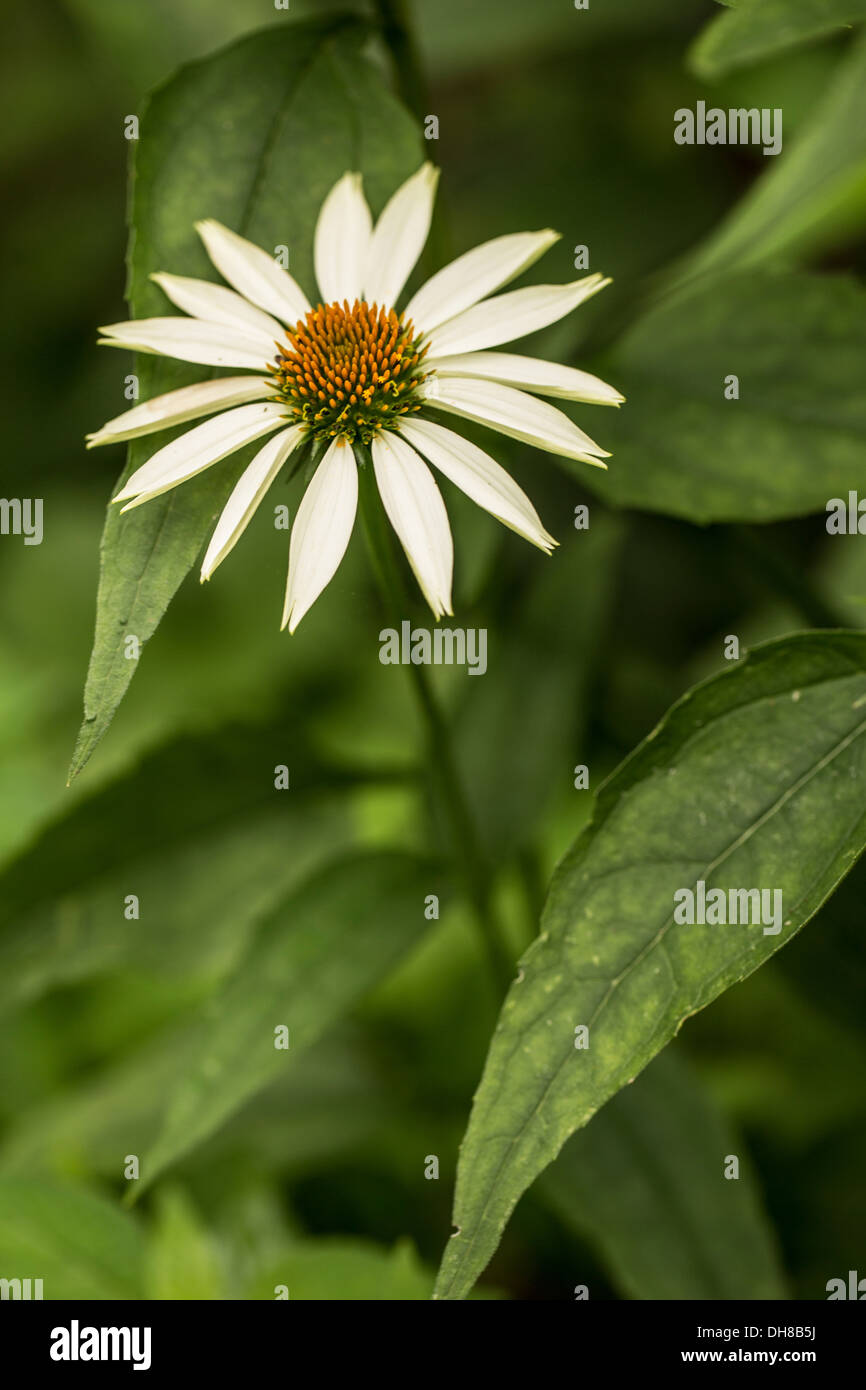 Sonnenhut, Echinacea Purpurea 'White Swan'. Einzelne Blume mit cremefarbenen Blüten um grün braun Zentrum. Stockfoto