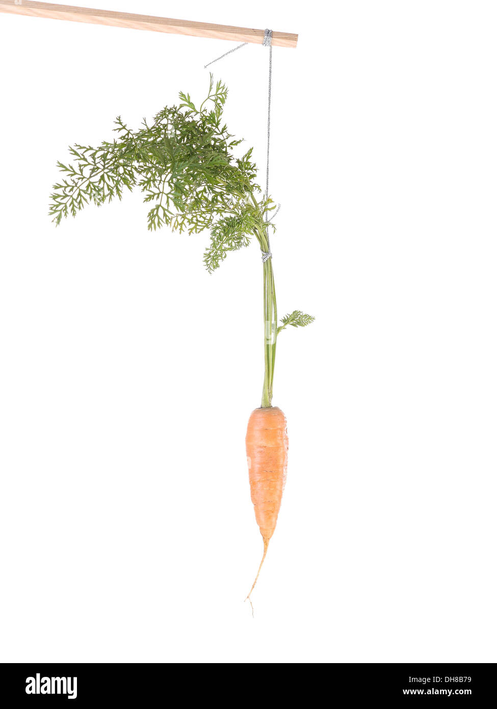 Karotte, hängen an einer Schnur befestigt auf einem Stick als Zuckerbrot und Peitsche-Ansatz-Metapher Stockfoto