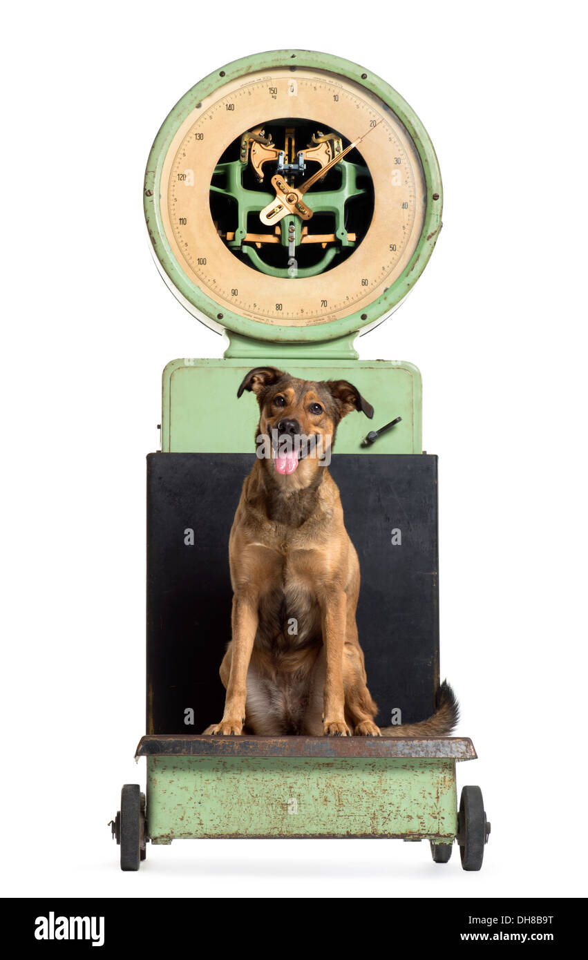 Vorderansicht des ein Mischling Hund sitzt auf einer Waage vor weißem Hintergrund Stockfoto