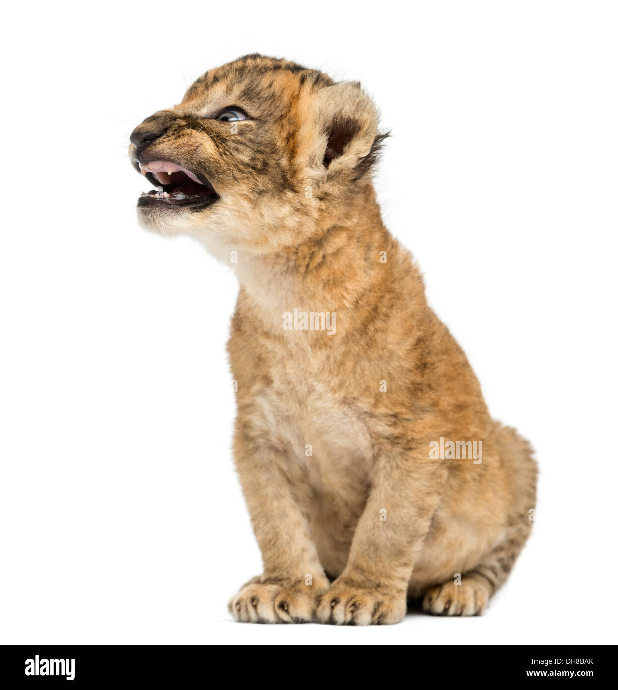 Löwenjunges brüllen, sitzen vor weißem Hintergrund Stockfoto