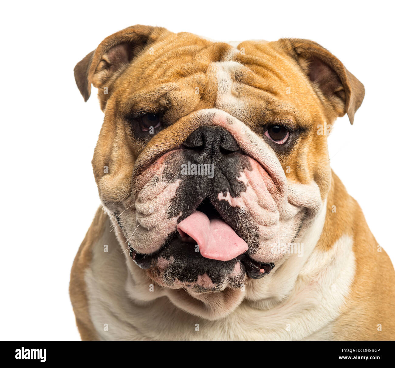 Nahaufnahme von einer englischen Bulldogge keuchend, isoliert auf weiss Stockfoto