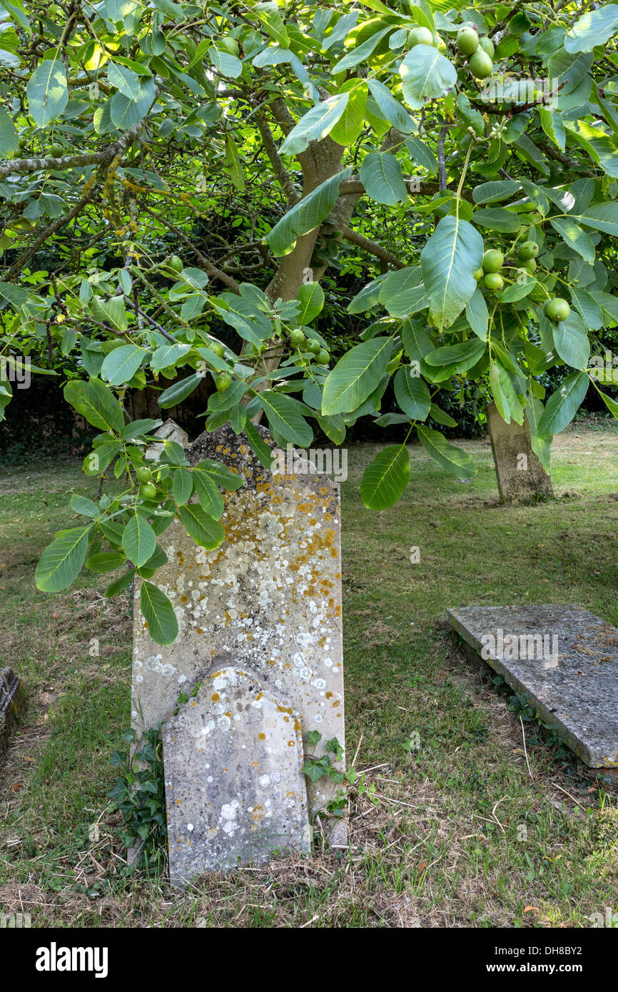 Der englische Walnussbaum und Frucht, Juglans Regia, finden Sie hier in einem Sussex, Friedhof, UK. Stockfoto