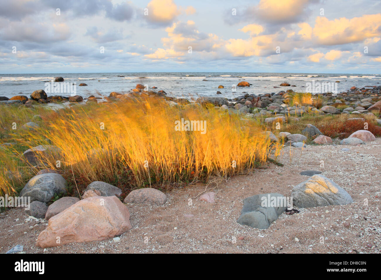 Flammende Reed gequält durch die steigende Sonne und Bewegung im Schilf durch Wind. Insel Hiiumaa, Estland Stockfoto