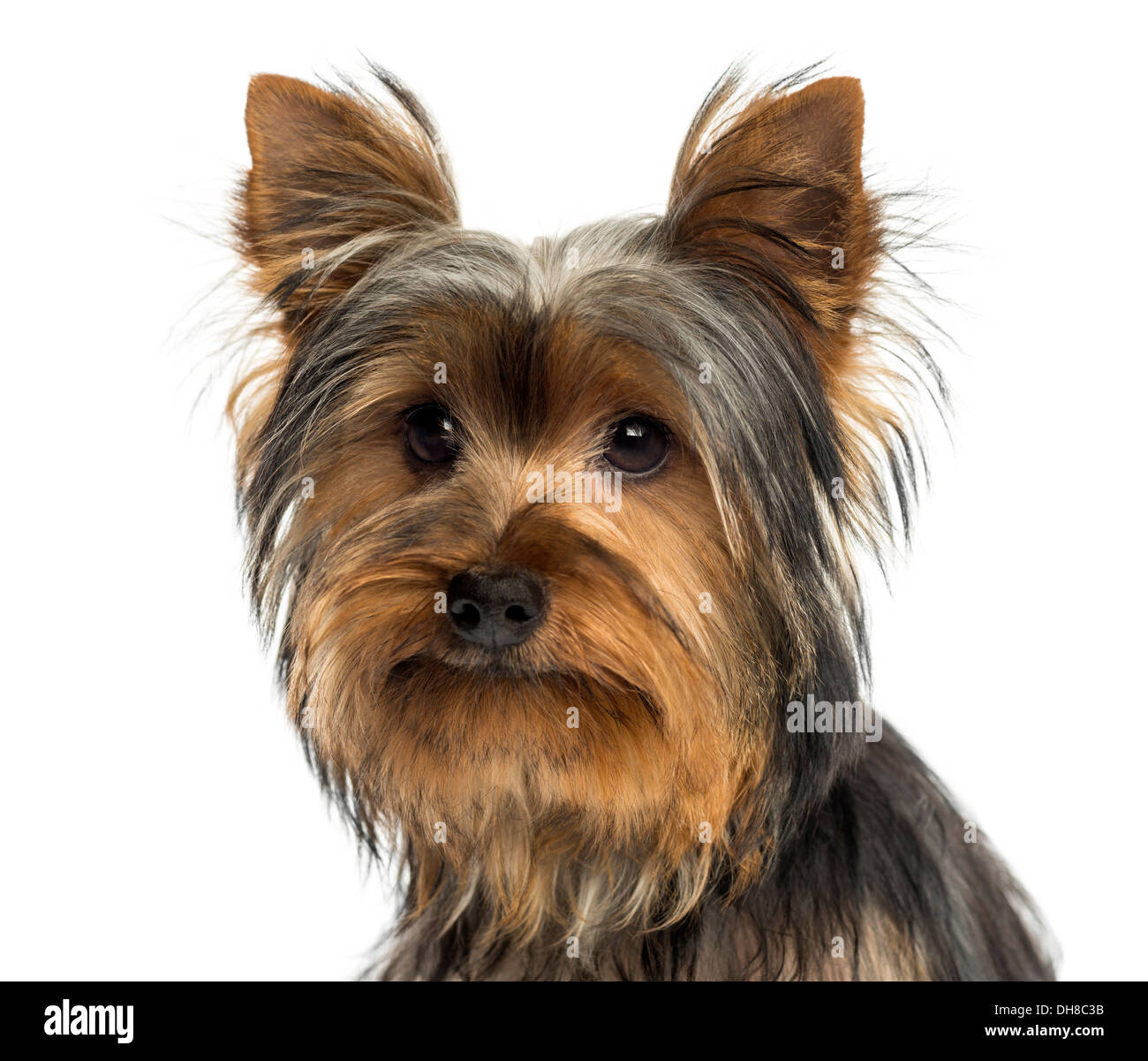 Nahaufnahme eines Yorkshire Terriers vor weißem Hintergrund Stockfoto