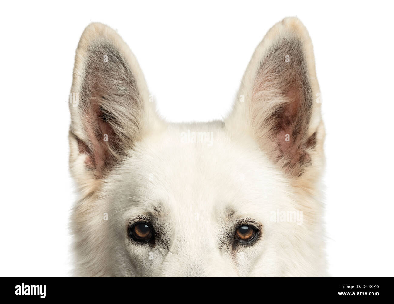 Nahaufnahme von oben ein weißer Schweizer Schäferhund Kopf vor weißem Hintergrund Stockfoto