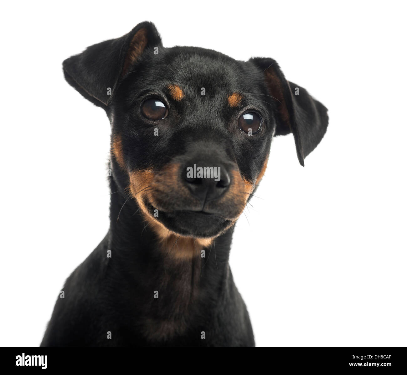 Nahaufnahme von einem Pinscher vor weißem Hintergrund Stockfoto